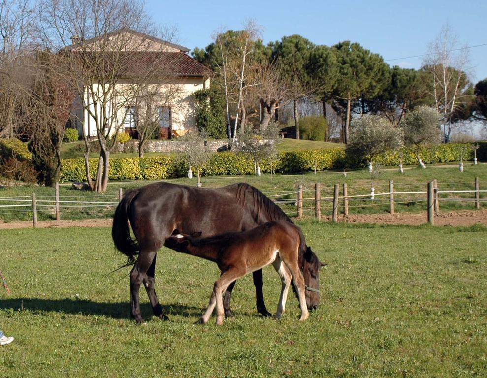 Agriturismo Trebisonda Country Resort Monzambano Bagian luar foto